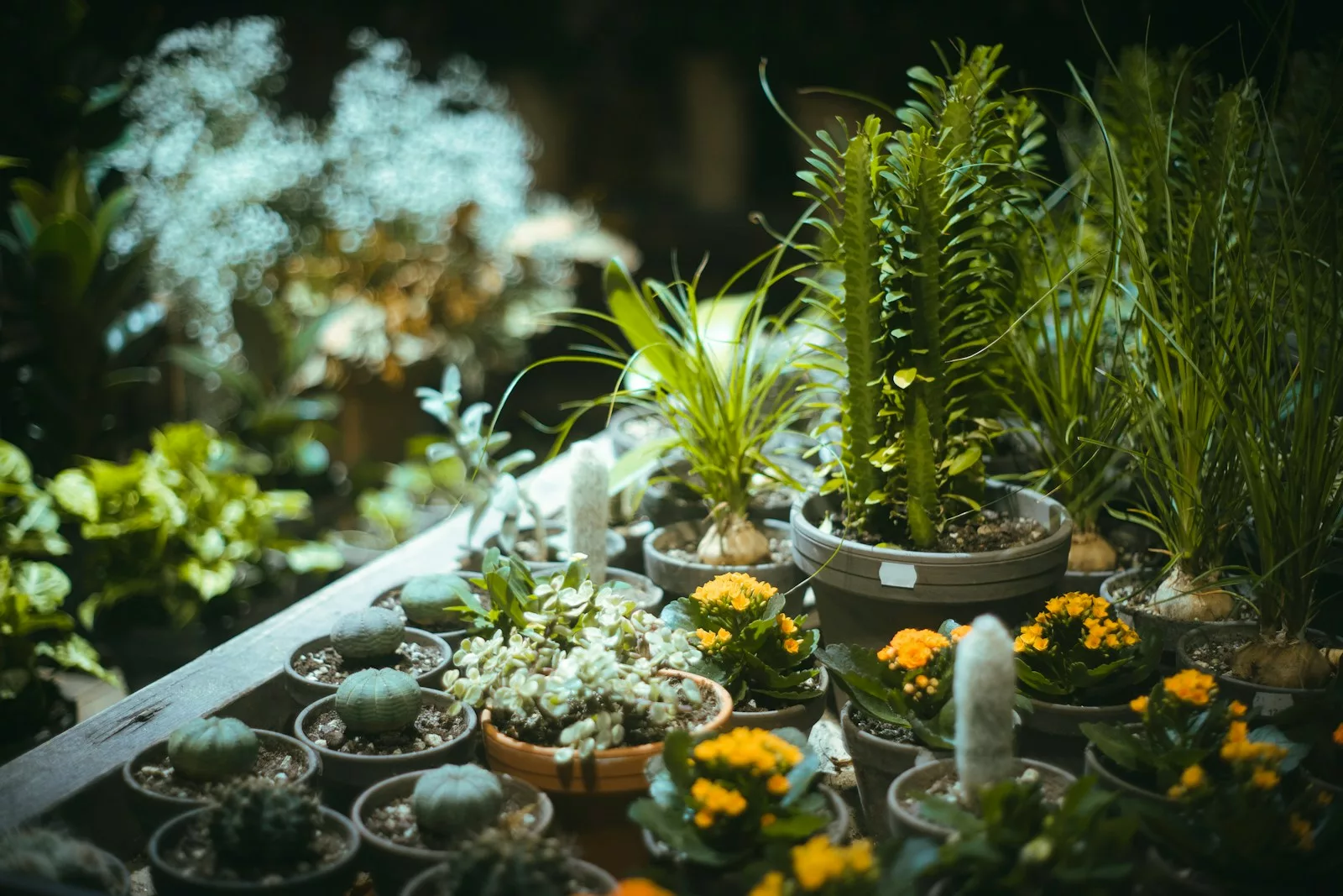 a group of plants in pots